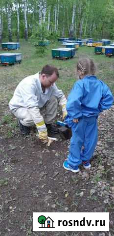Мед натуральный с личной пасеки, мёд лесной Брянск - изображение 1