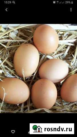 Домашние куриные яйца Зверево - изображение 1