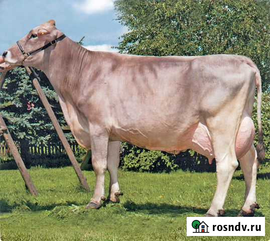 Деревенское коровье молоко Вологда - изображение 1