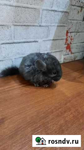 Шиншилла Сызрань - изображение 1