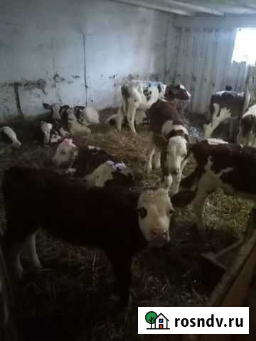 Бычки месячные семинталы Красноярск - изображение 1