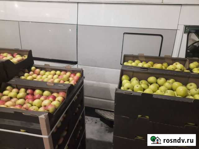 Яблоки оптом Щекино - изображение 1