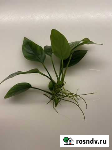 Анубиас, яванский мох обмен Рязань - изображение 1