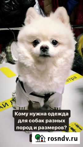 Одежда для собак(любые размеры Видное - изображение 1