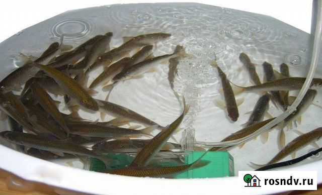 Гальян речной, мелкий,крупный Живец для Ивано-Арах Чита - изображение 1