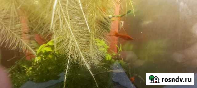 Меченосцы Кущевская - изображение 1