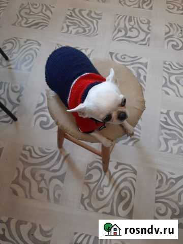 Одежда для маленькой собачки Тула - изображение 1