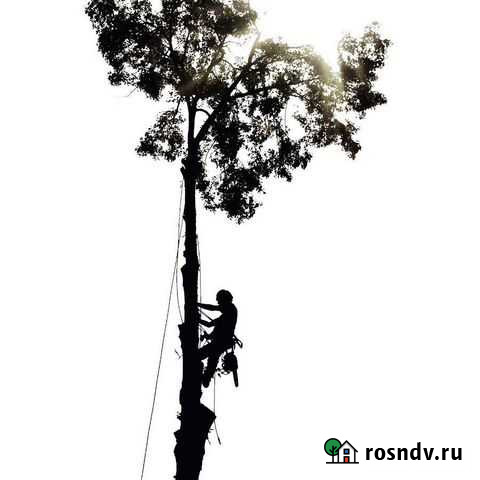 Удаление деревьев любой сложности Олонец - изображение 1