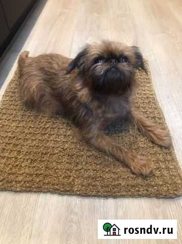 Коврик для собаки Хабаровск - изображение 1