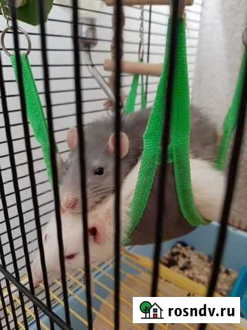 Крысы в добрые руки Москва - изображение 1