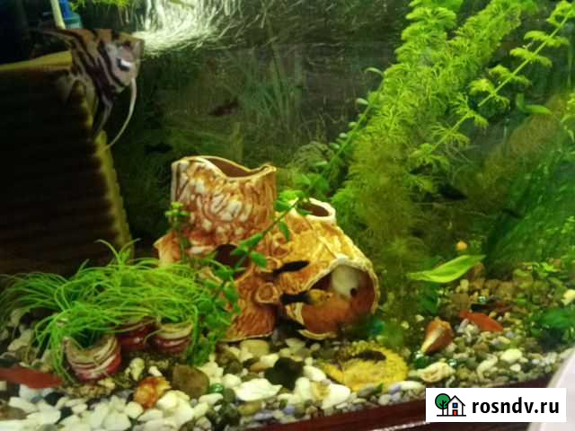 Аквариум Болотное - изображение 1