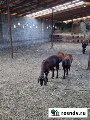 Бараны гиссарские Адыге-Хабль - изображение 1