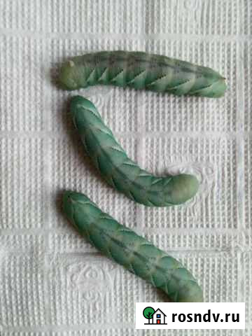 Табачный бражник Москва - изображение 1