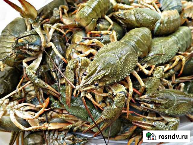 Раки свежие живые Новокуйбышевск - изображение 1