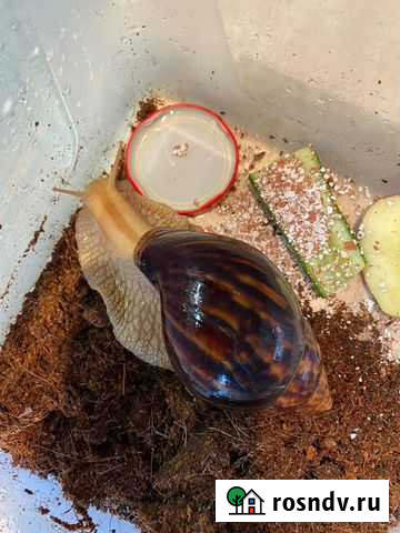 Улитка ахатина Екатеринбург - изображение 1