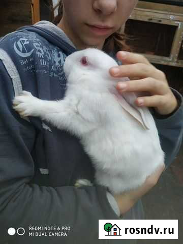 Кролики белый паннон Дружная Горка - изображение 1