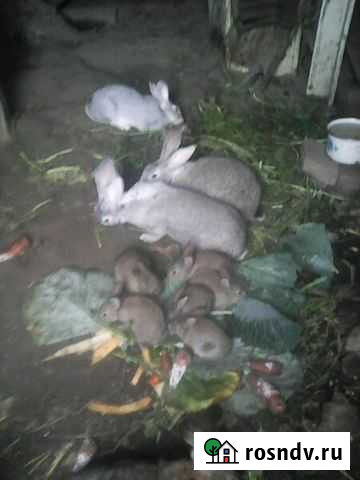 Кролики Ангарск - изображение 1