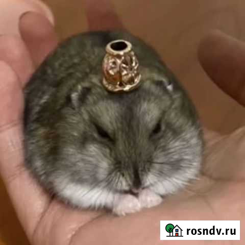 Джунгарский хомяк Кемерово - изображение 1