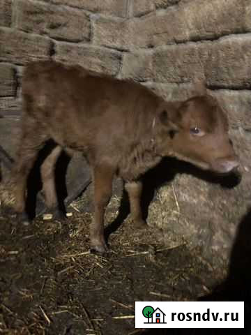 Продам телочку Грэсовский - изображение 1