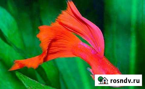 Гуппи разные Хабаровск - изображение 1