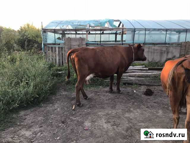 Коровы молочные Павлодольская - изображение 1