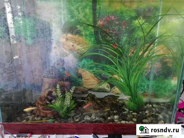 Аквариум Мыски - изображение 1
