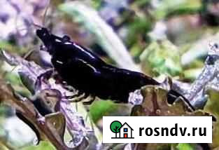 Креветки неокаридины черные Севастополь - изображение 1
