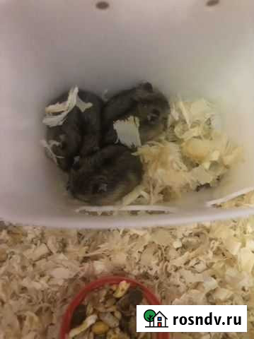 Джунгарский хомяк Домодедово - изображение 1