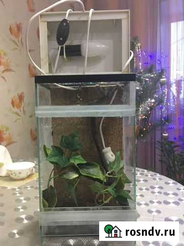 Террариум паучатник Саратов - изображение 1