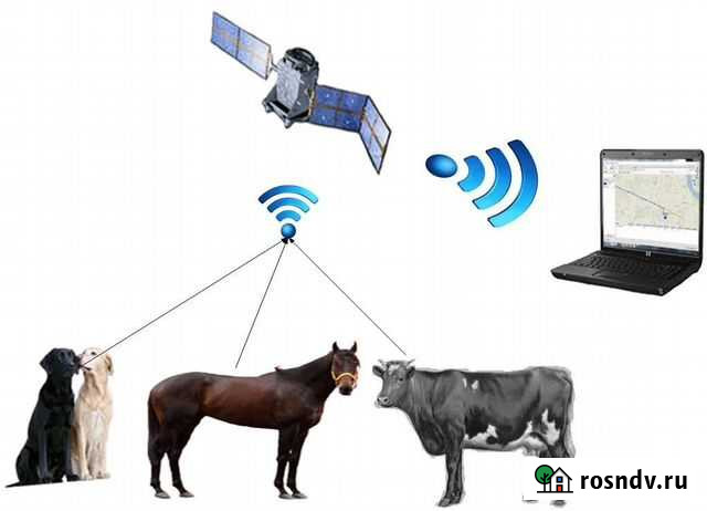 Трекер Gsm для лошадей коров собак Черкесск - изображение 1