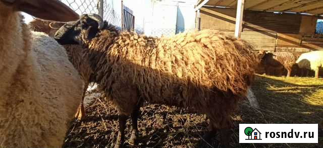 Баран Зубутли-Миатли - изображение 1