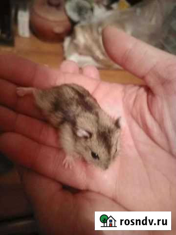 Хомяк Химки - изображение 1