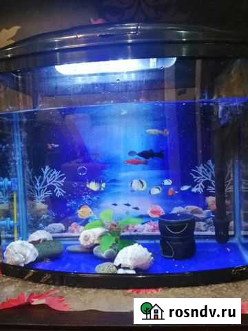 Аквариум Липки - изображение 1