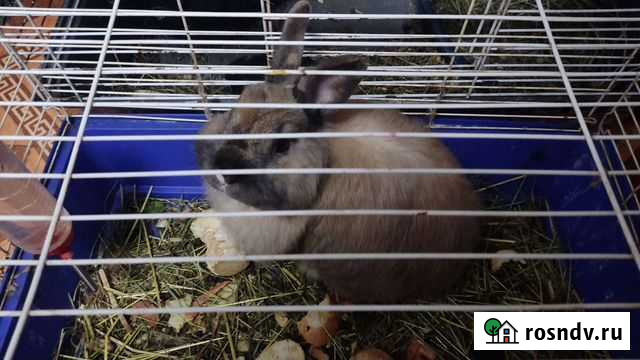 Декоративные кролики Нижний Новгород - изображение 1