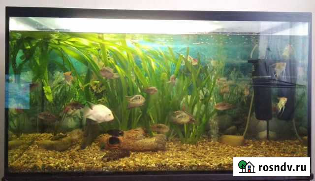 Аквариум 281 литр Иркутск - изображение 1