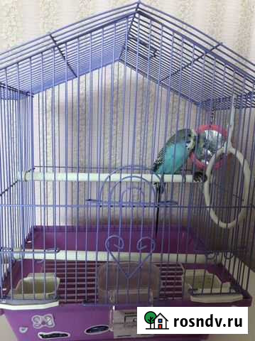 Клетка для попугая Ульяновск - изображение 1