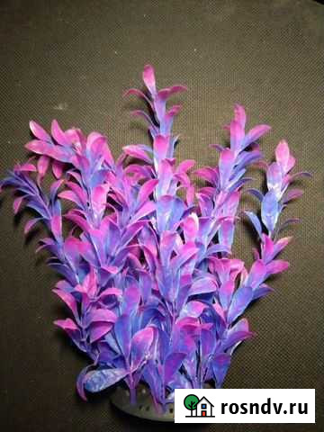 Водоросли Скопин - изображение 1