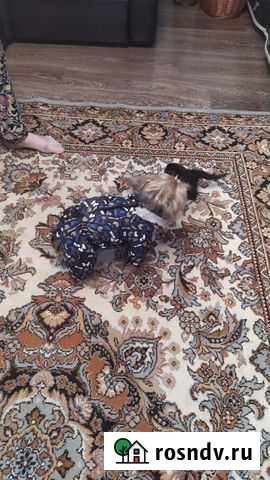 Комбинезон Кимовск - изображение 1