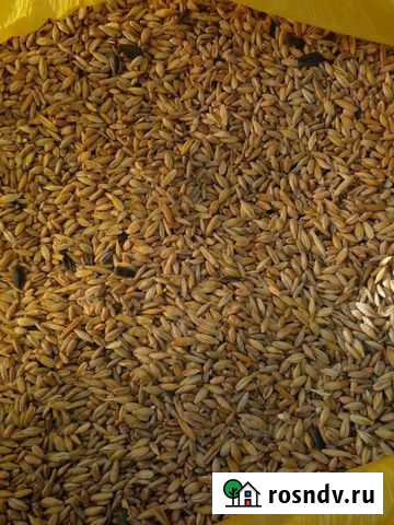 Ячмень Варламово - изображение 1