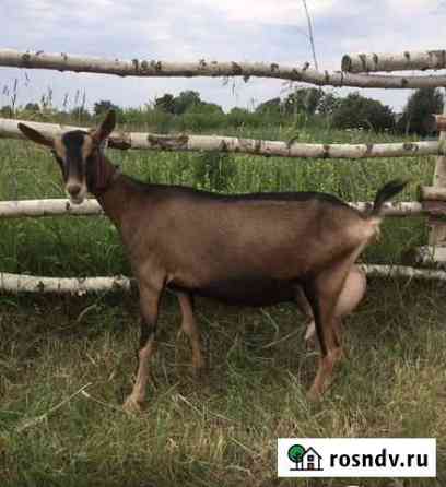 Коза дойная альпийская Ждановский