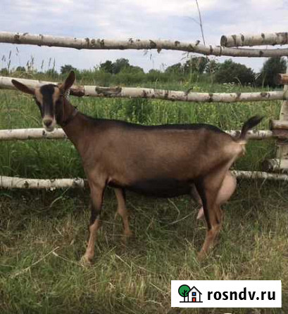 Коза дойная альпийская Ждановский - изображение 1