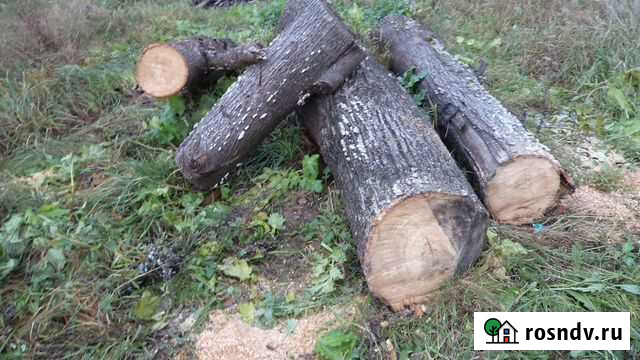 Липа ствол Псков - изображение 1