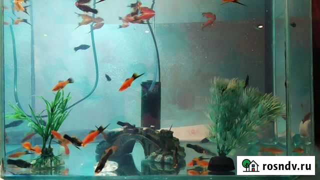 Данио, меченосцы, моллинезия, гуппи Черемхово - изображение 1