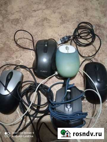 Мышь Благовещенск - изображение 1