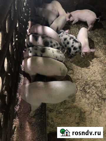 Поросята Монино - изображение 1