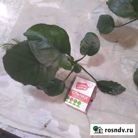 Анубиас нана и другие Пермь - изображение 1