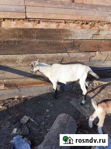 Козел альпийский Красноярск - изображение 1