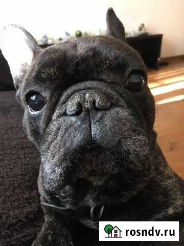 Перевозка домашних животных/трансфер Пенза - изображение 1