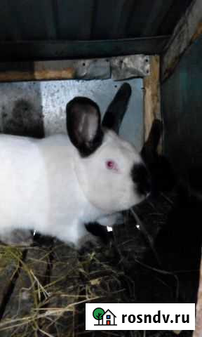 Кролики Симферополь - изображение 1