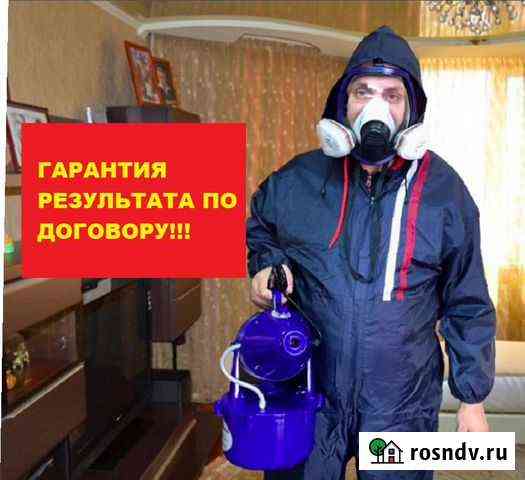 Уничтожение клопов, тараканов, муравьёв Красноярск
